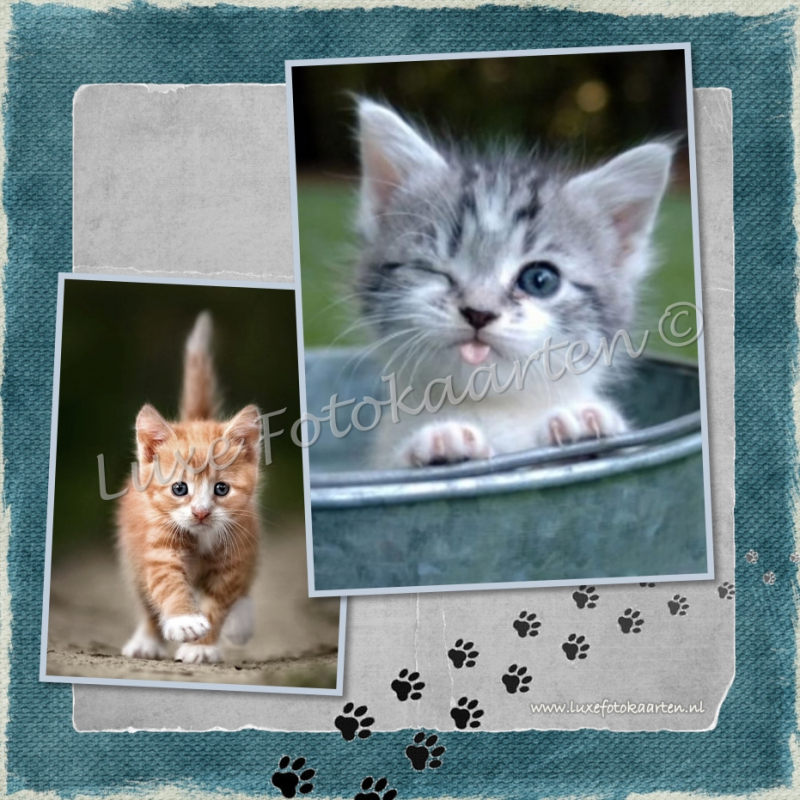 Blanco Kind - Poesjes